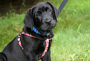 rentalproperties petpolicies